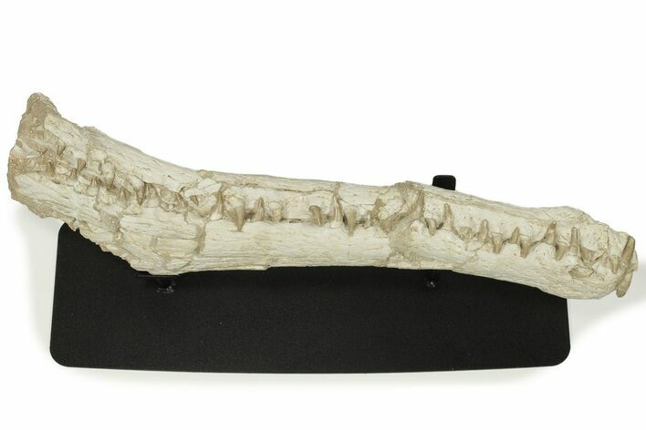 Impressive Fossil Dyrosaurus Rostrum - Morocco #227168